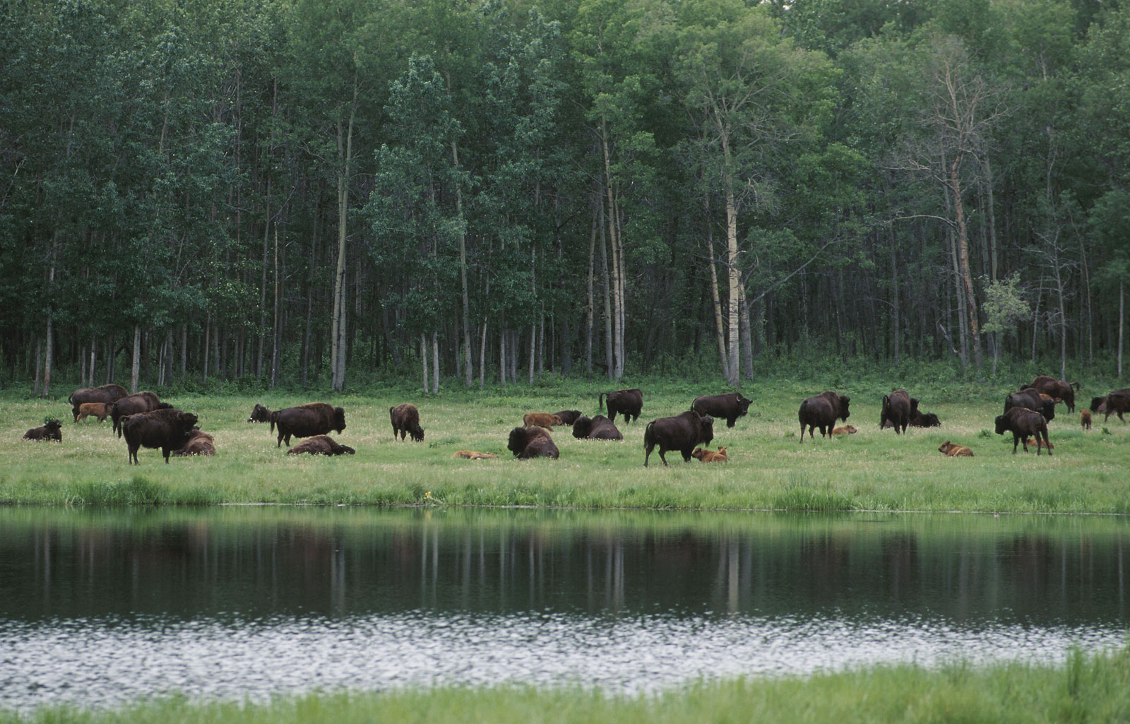 HerdbisonElkIslandNationalParkAlberta